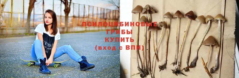 купить наркотики цена  Комсомольск  Галлюциногенные грибы Psilocybe 